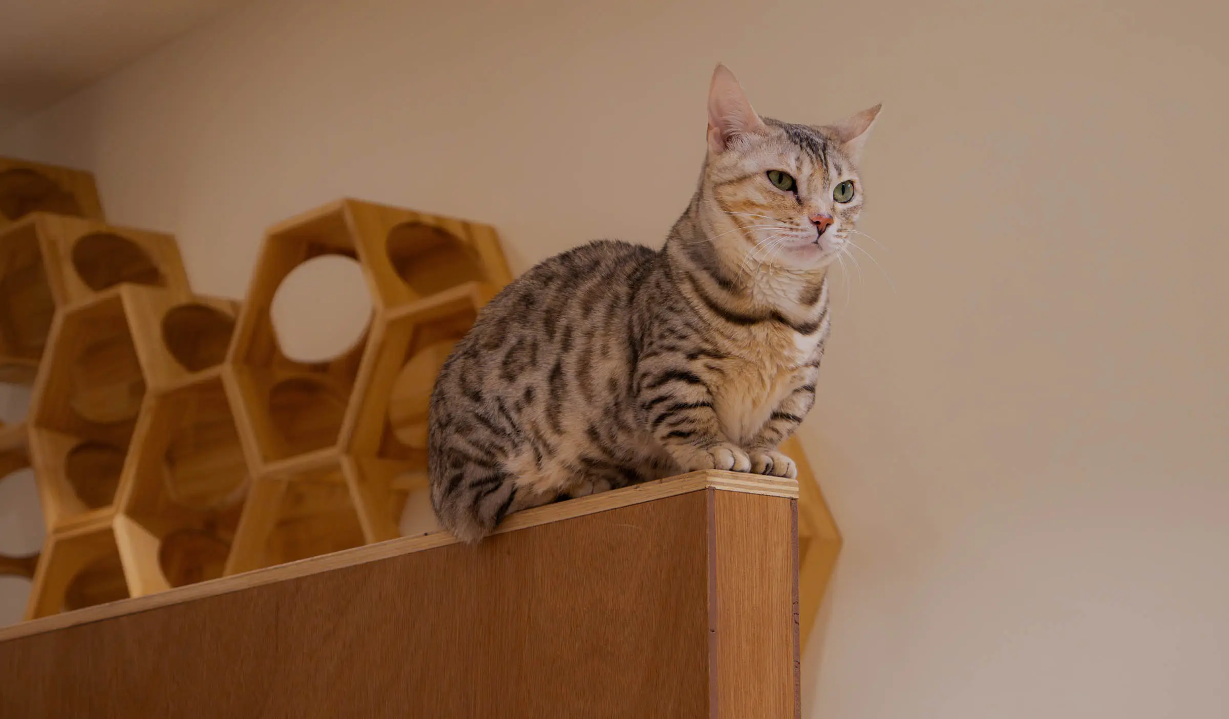 猫と心地よく暮らす明るい住まい