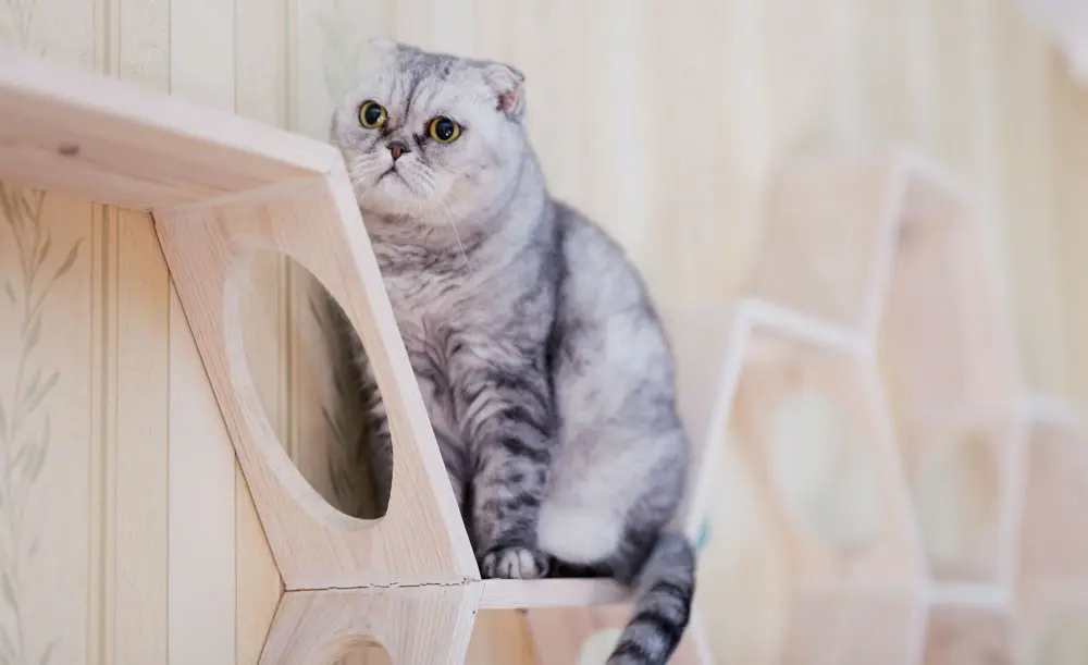 丸型ペットハウスで過ごす猫