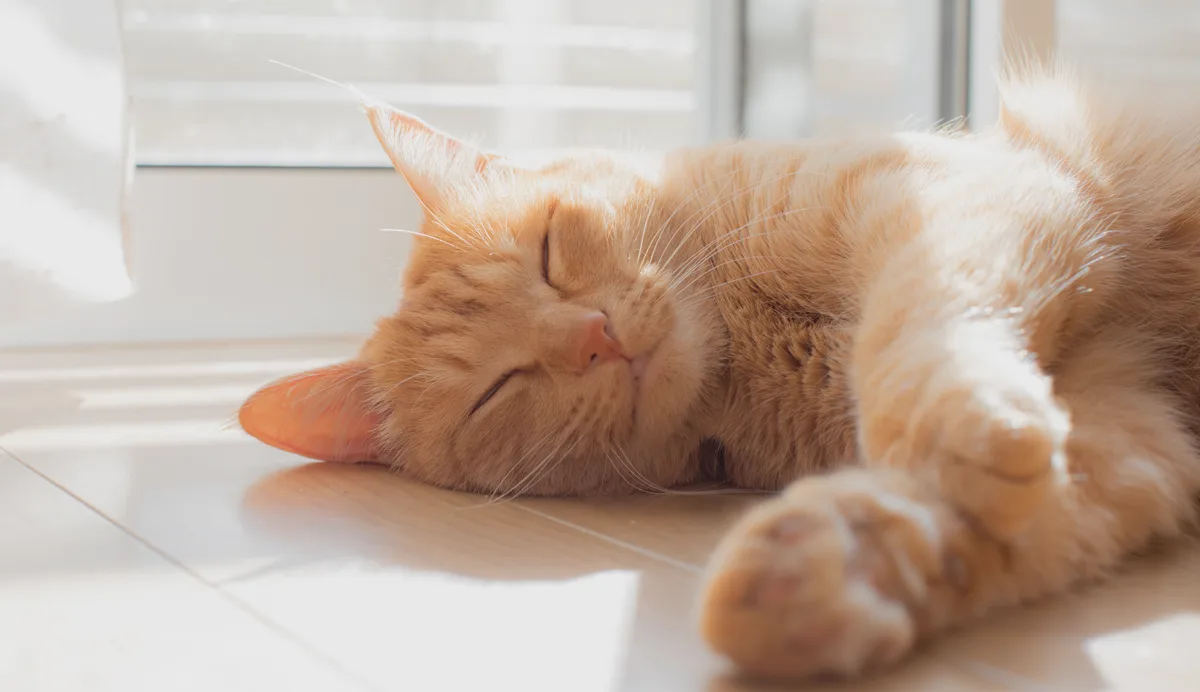 猫が安心して過ごせるよう造作された住空間