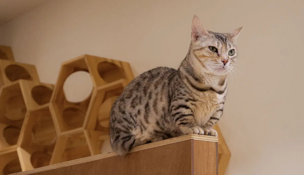 猫が安心して過ごせるよう造作された住空間