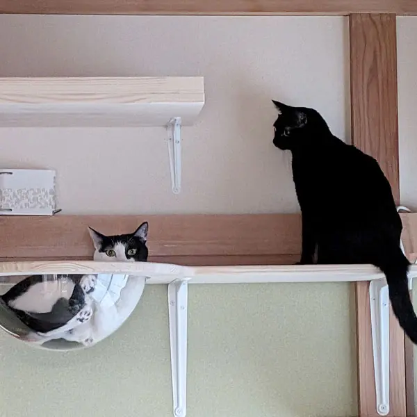 キャットステップを利用する猫