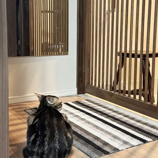 脱走防止扉を利用する猫