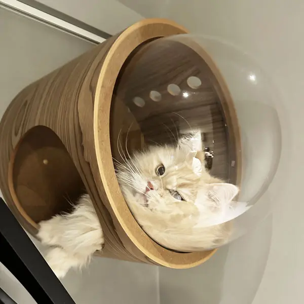 キャットステップの施工後写真