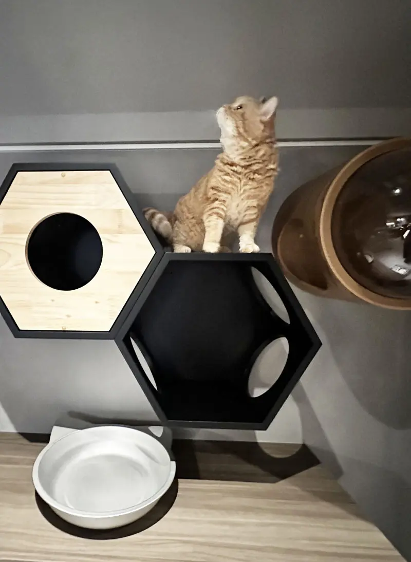 六角型MYZOOで過ごす猫